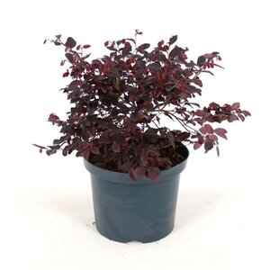 Loropetalum chinense rubrum 40-50 cm cont. 5,0L