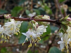 Lonicera fragrantissima 30-40 cm cont. 3,0L - afbeelding 3