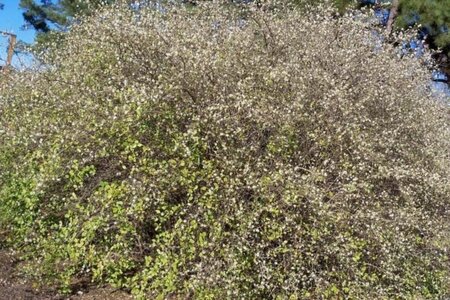 Lonicera fragrantissima 30-40 cm cont. 3,0L - afbeelding 4