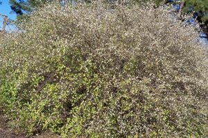 Lonicera fragrantissima 30-40 cm cont. 3,0L - afbeelding 4