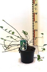 Lonicera fragrantissima 40-50 cm cont. 3,0L - afbeelding 1