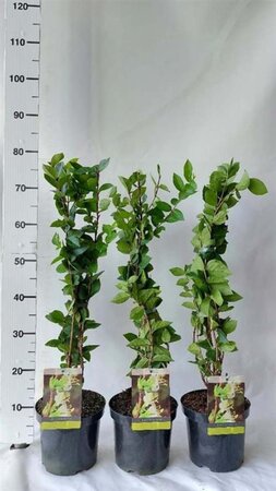 Lonicera fragrantissima 40-50 cm cont. 3,0L - afbeelding 2