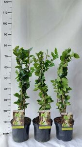 Lonicera fragrantissima 40-50 cm cont. 3,0L - afbeelding 2