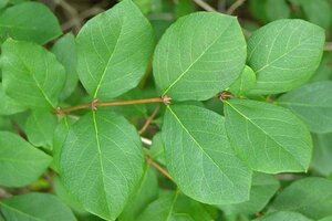 Lonicera fragrantissima 60-80 cm container - afbeelding 1