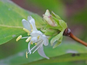 Lonicera fragrantissima 60-80 cm container - afbeelding 2