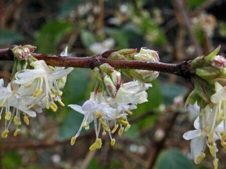 Lonicera fragrantissima 60-80 cm container - afbeelding 3