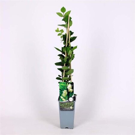 Lonicera fragrantissima 70 cm vierkant 2L - afbeelding 2