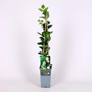 Lonicera fragrantissima 70 cm vierkant 2L - afbeelding 2