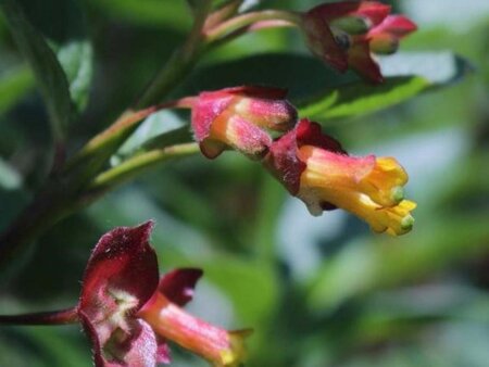 Lonicera involucrata ledebourii 60-90 cm container - afbeelding 1