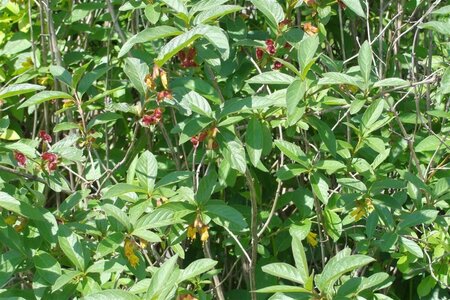 Lonicera involucrata ledebourii 60-90 cm container - afbeelding 2