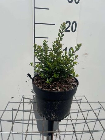 Lonicera nit. 'Elegant' geen maat specificatie cont. 2,0L - afbeelding 6