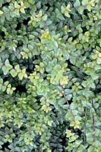 Lonicera nit. 'Ernest Wilson' geen maat specificatie 0,55L/P9cm - afbeelding 1