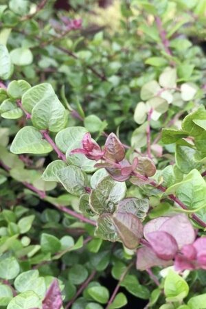 Lonicera nit. 'Red Tips' 30-40 cm cont. 2,0L - afbeelding 1