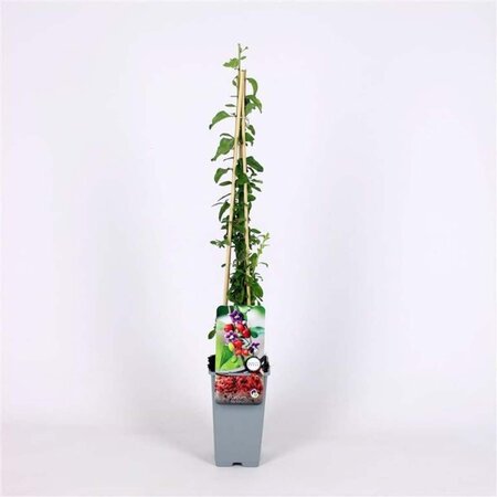 Lycium barbarum 70 cm vierkant 2L