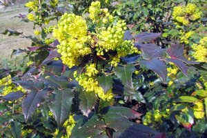 Mahonia aq. 'Apollo' 40-50 cm container - afbeelding 1