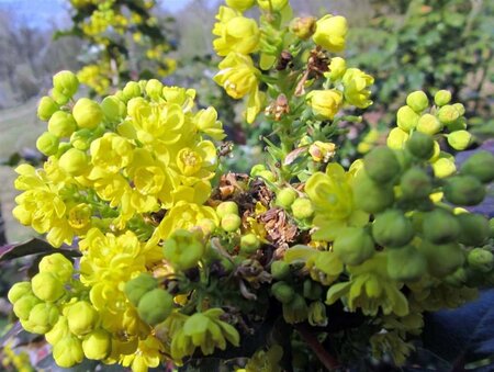 Mahonia aq. 'Apollo' 40-50 cm container - afbeelding 2