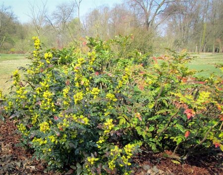 Mahonia aq. 'Apollo' 40-50 cm container - afbeelding 3