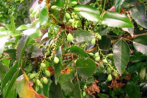 Mahonia aq. 'Apollo' 40-50 cm container - afbeelding 5