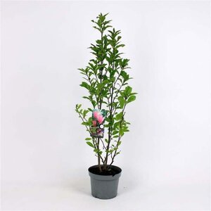 Magnolia 'Betty' 60-80 cm cont. 5,0L