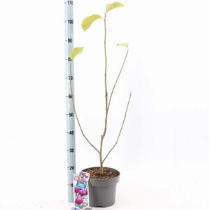 Magnolia Black Tulip 60-80 cm cont. 5,0L - afbeelding 2