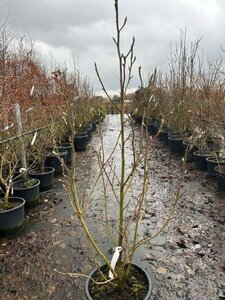 Magnolia 'Daphne' 125-150 cm cont. 20L - afbeelding 1