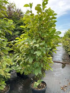 Magnolia 'Daphne' 175-200 cm cont. 40L - afbeelding 2