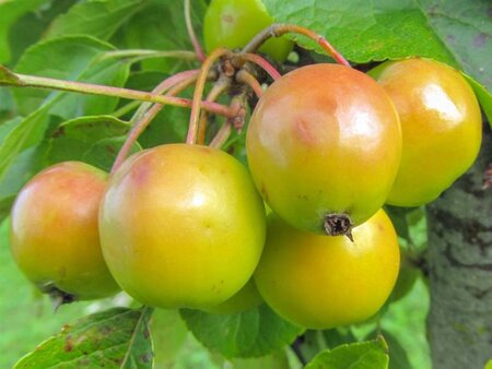 Malus 'Golden Hornet' 2jr. A kwal. wortelgoed struik - afbeelding 2