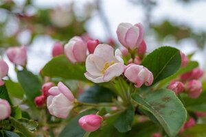 Malus 'Golden Hornet' 2jr. A kwal. wortelgoed struik - afbeelding 3