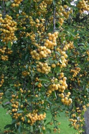 Malus 'Golden Hornet' 2jr. A kwal. wortelgoed struik - afbeelding 4