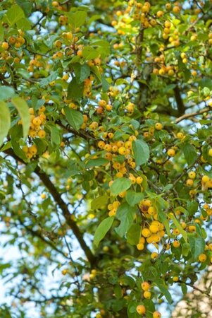 Malus 'Golden Hornet' 60-80 cm cont. 5,0L - afbeelding 1