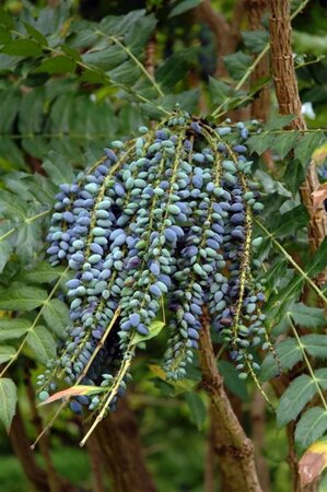 Mahonia japonica 'Hivernant' 60-80 cm met kluit - afbeelding 1