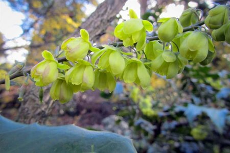 Mahonia japonica 'Hivernant' 60-80 cm met kluit - afbeelding 4