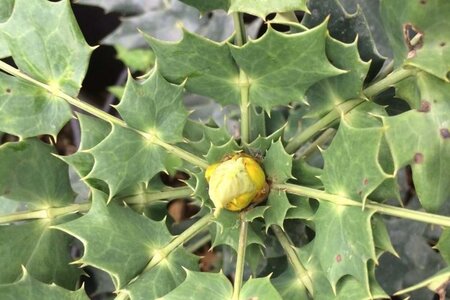 Mahonia media 'Charity' 80-100 cm container - afbeelding 2