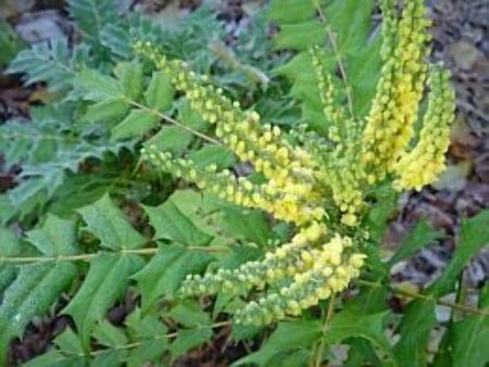 Mahonia media 'Winter Sun' 100-125 cm met kluit - afbeelding 1