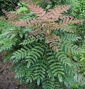 Mahonia media 'Winter Sun' 100-125 cm met kluit - afbeelding 2