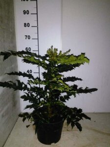 Mahonia media 'Winter Sun' 40-50 cm met kluit - afbeelding 2