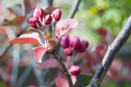 Malus 'Neville Copeman' 2jr. A kwal. wortelgoed struik - afbeelding 6