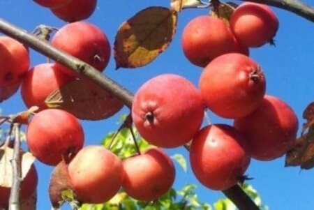 Malus 'Neville Copeman' 60-80 cm cont. 5,0L - afbeelding 1