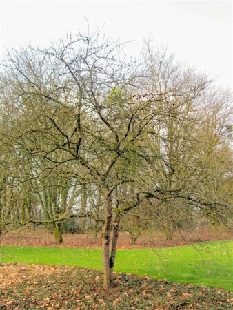 Malus 'Neville Copeman' 60-80 cm cont. 5,0L - afbeelding 2