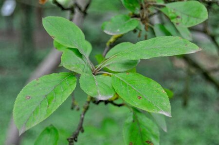 Malus 'Neville Copeman' 60-80 cm cont. 5,0L - afbeelding 3