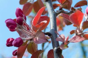 Malus 'Neville Copeman' 60-80 cm cont. 5,0L - afbeelding 4