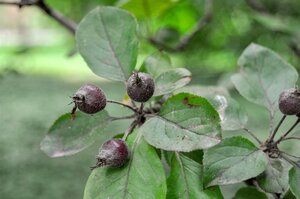 Malus 'Neville Copeman' 60-80 cm cont. 5,0L - afbeelding 5