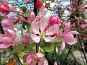 Malus 'Neville Copeman' 60-80 cm cont. 5,0L - afbeelding 7