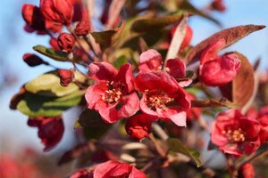 Malus 'Profusion' 2jr. A kwal. wortelgoed struik - afbeelding 2