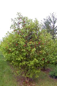 Malus 'Profusion' 2jr. A kwal. wortelgoed struik - afbeelding 3