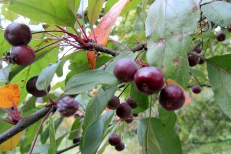 Malus 'Profusion' 60-80 cm cont. 5,0L - afbeelding 1