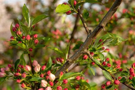 Malus 'Professor Sprenger' 2jr. A kwal. wortelgoed struik - afbeelding 1