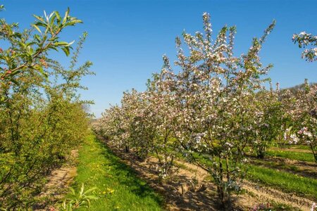 Malus 'Professor Sprenger' 2jr. A kwal. wortelgoed struik - afbeelding 8