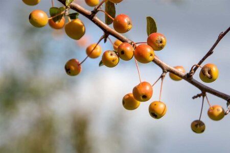 Malus 'Professor Sprenger' 2jr. A kwal. wortelgoed struik - afbeelding 7