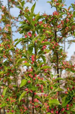 Malus 'Professor Sprenger' 60-80 cm cont. 5,0L - afbeelding 9